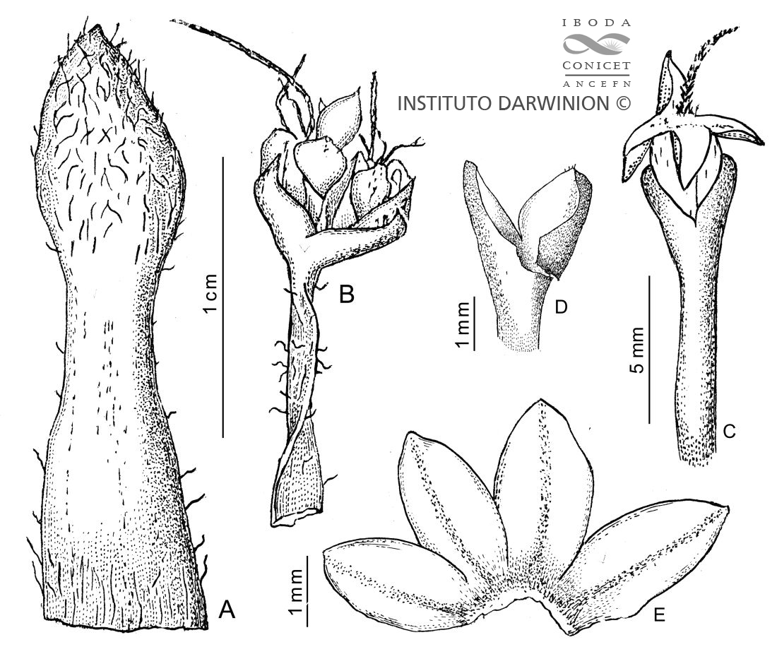 Instituto de Botánica Darwinion
